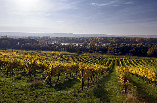 Autumnal vineyards