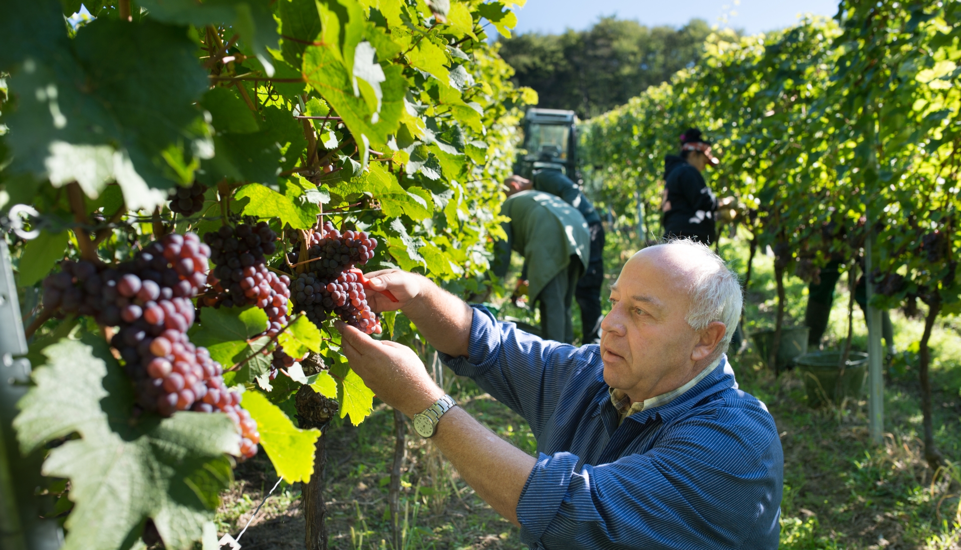 Harvesting the Red Riesling at Bergstraße