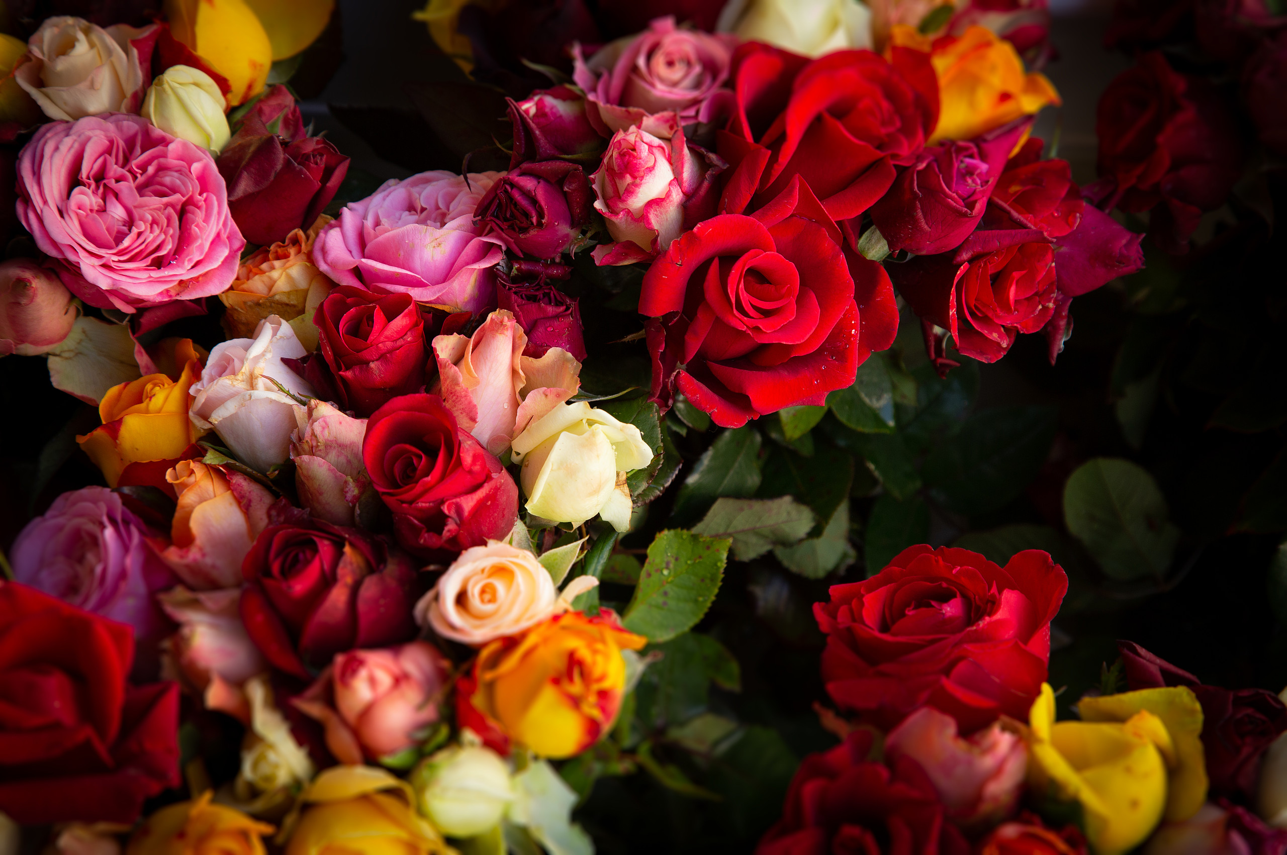Verschiedene Rosensorten sind im "Blumen und Mehr"-Laden in Gelnhausen zu finden
