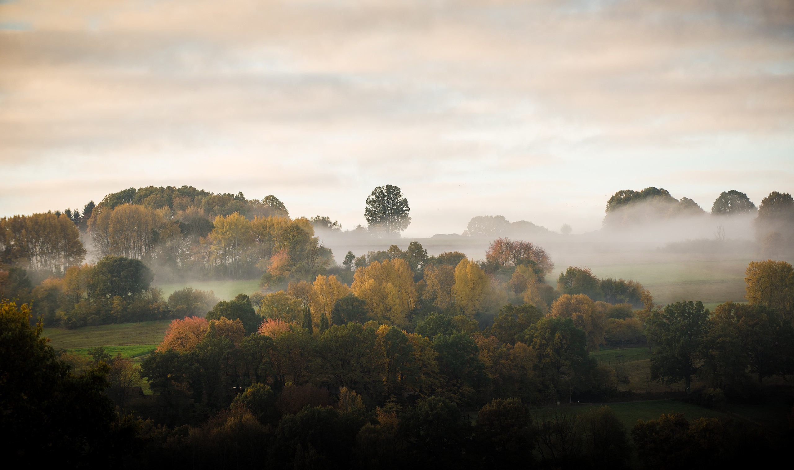[Translate to English:] View of misty trees in the Spessart
