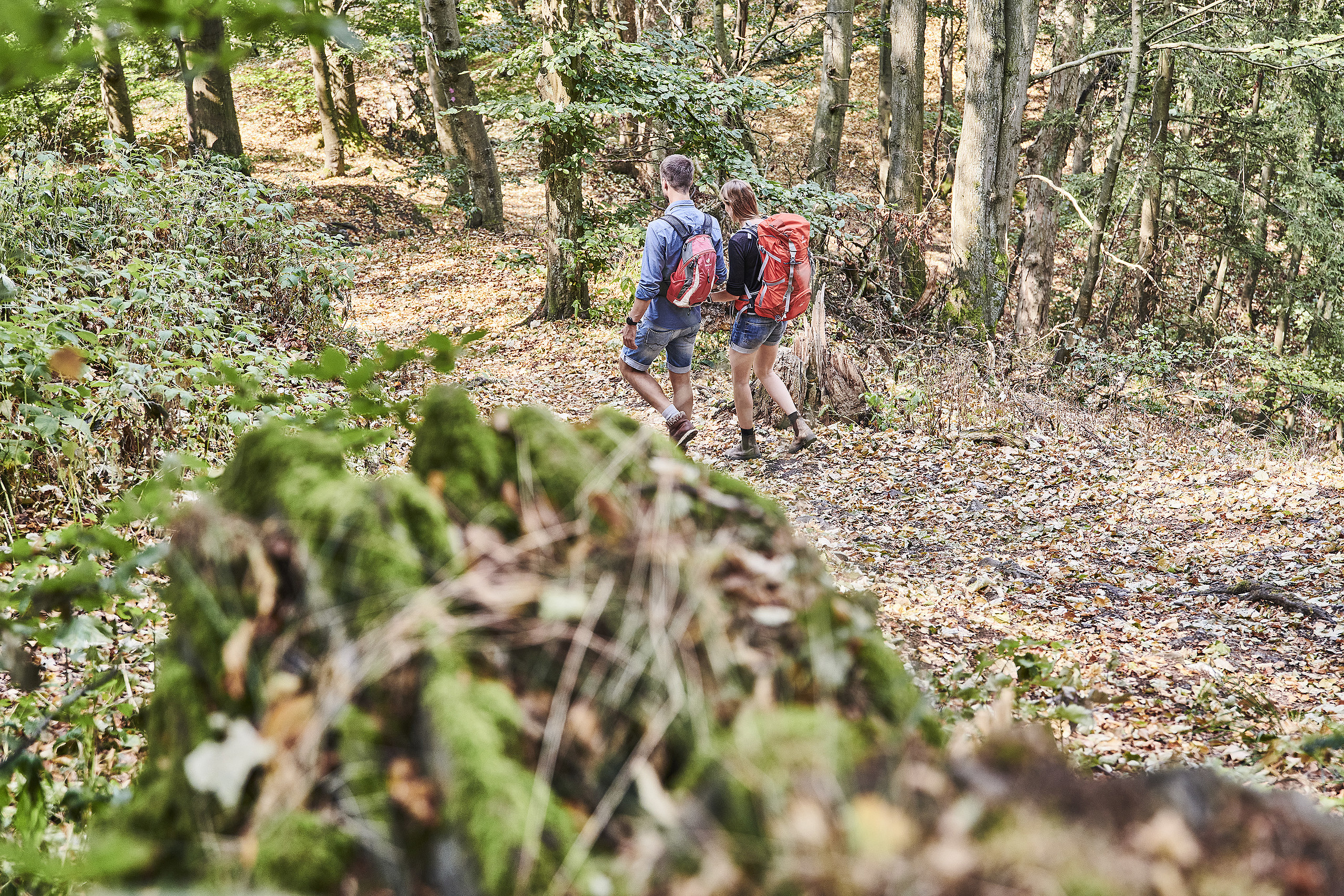 [Translate to English:] Hikers walking through the forest