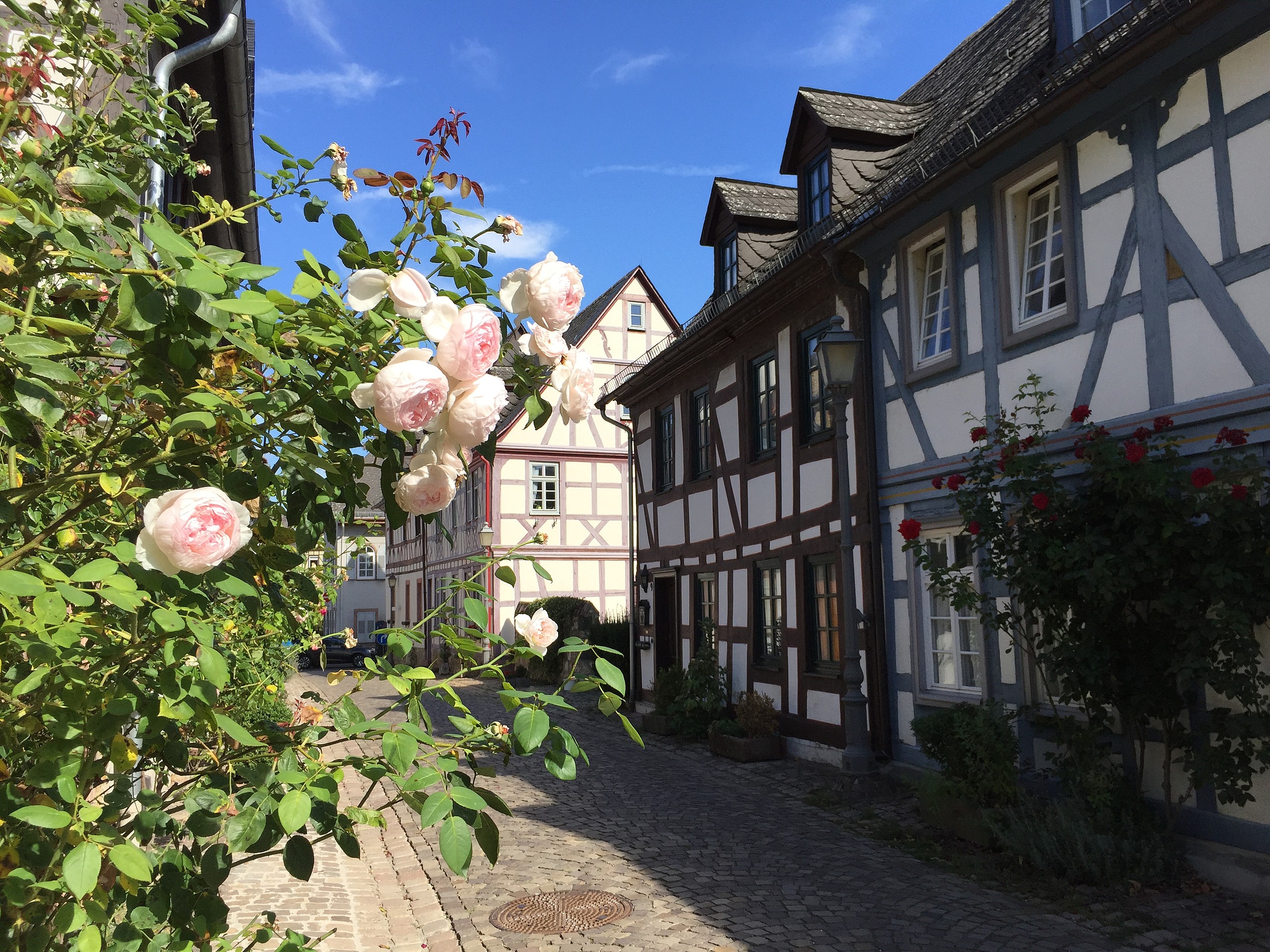 Eltville ist nicht nur die größte Stadt des Rheingau, sondern hat auch schönes Fachwerk nebst den Rosen zu bieten
