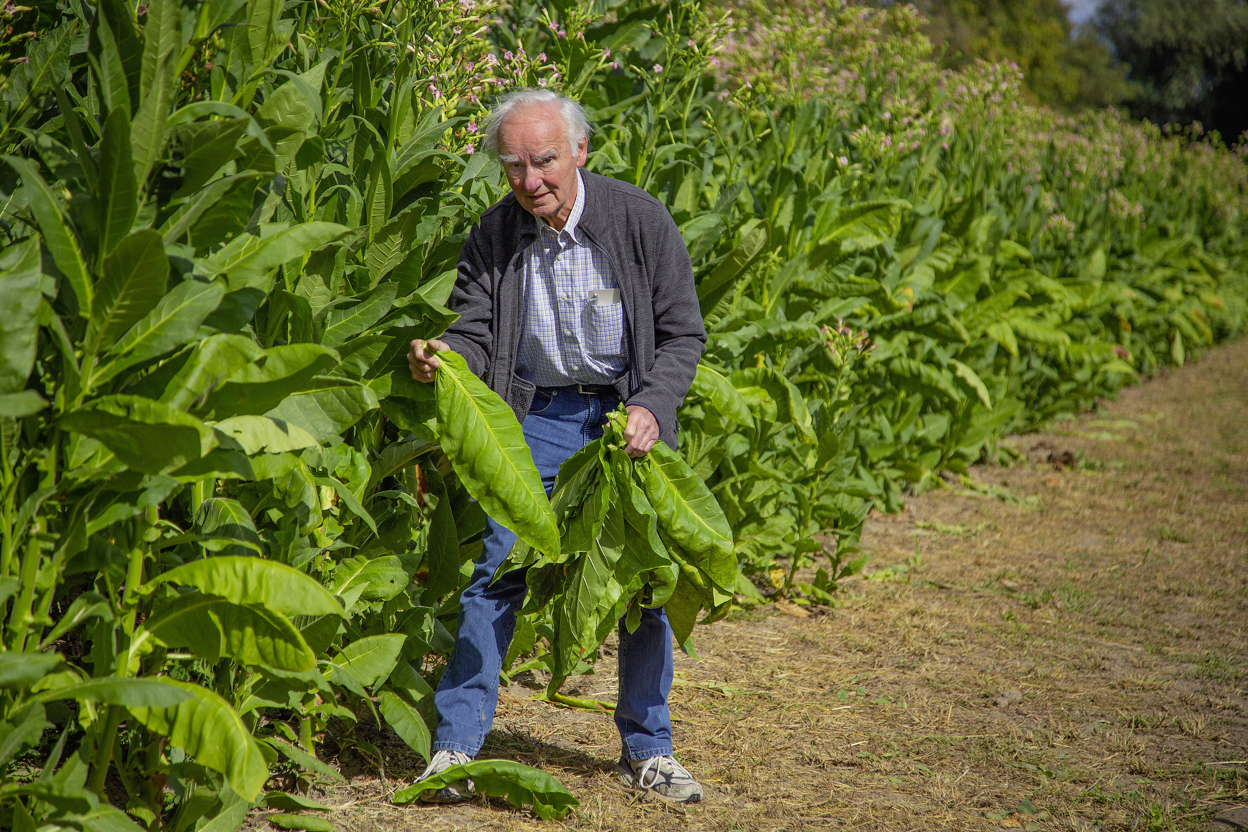 Projektleiter Bernhard Stroick an seinen Tabakpflanzen in Lorsch