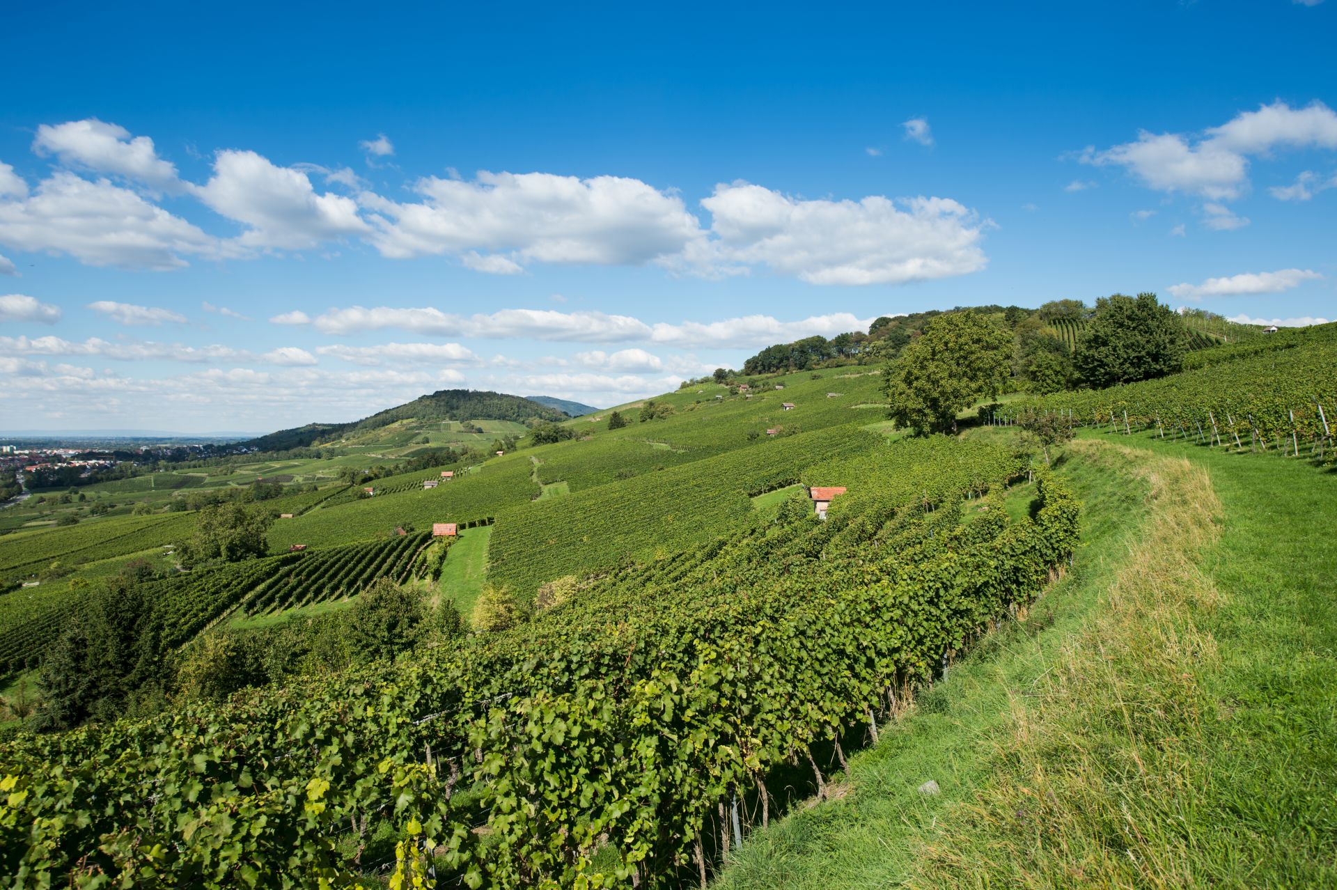 Wijngaard in de Bergstrasse