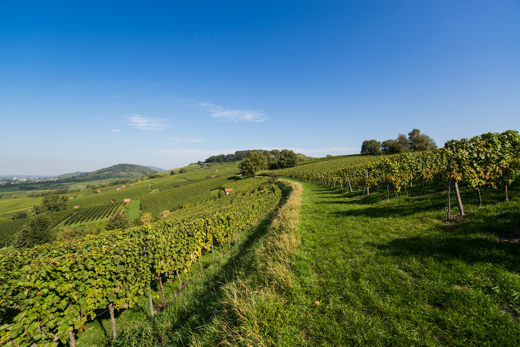 De R9 loopt door het wijngebied Bergstrasse