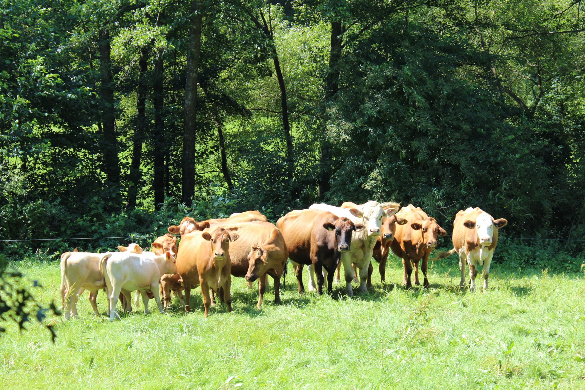 Koeien op de Weiltalweg